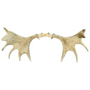 Naturally Shed Wild Moose Antler (Horn, Knife, Carving, Chew, Taxidermy) Full